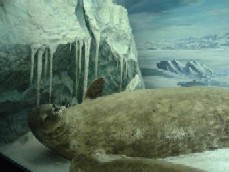 1ecv9.jpg (13344 bytes)