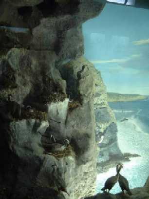 MuseumShag.jpg (13090 bytes)