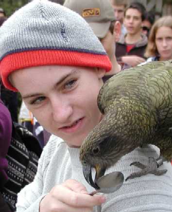 kea.jpg (20730 bytes)