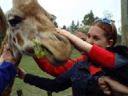 21gaff2.jpg (16788 bytes)