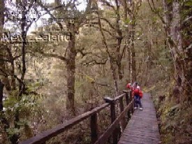 Walking through rainforest.