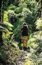 Scenic beauty on all tracks in the Fiords Zone.