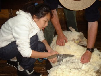 shear.jpg (25805 bytes)