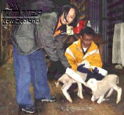 A chance to feed the lambs.